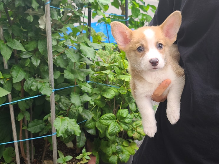  아지냥이 반려동물 1등 앱 고양이 애견 강아지 커뮤니티, 체험, 정보 어플