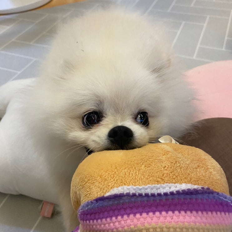  [토리의 일상이야기] 강아지도 꾹꾹이를 할까요??