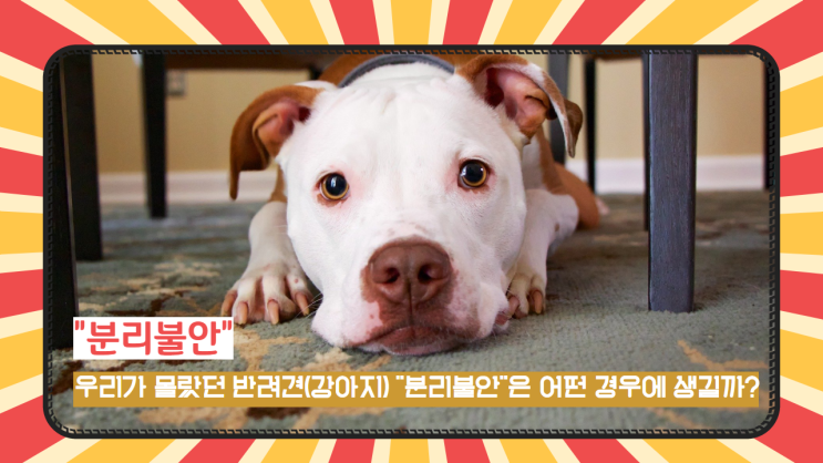  우리가 몰랐던 반려견(강아지) "분리불안"은 어떤 경우에 생길까?