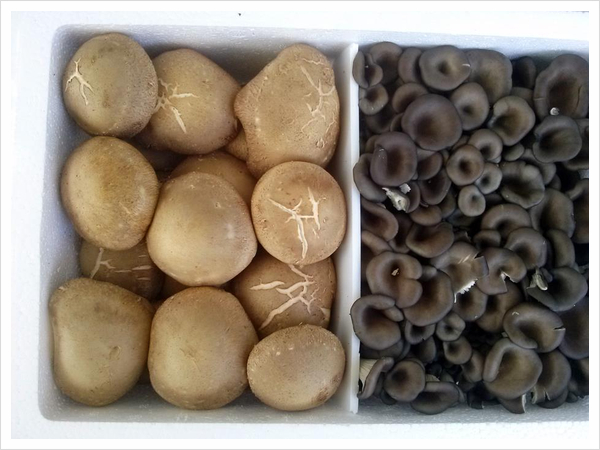 생생정보 인생역전의맛 무일푼에서 버섯으로 인생역전 버섯농장 방문전 꼭 알아야할정보 8월 24일 방송