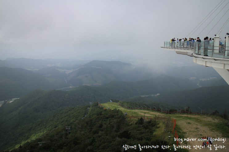 평창 용평리조트 - 발왕산 스카이워크, 케이블카, 발왕수가든, 서울대 나무