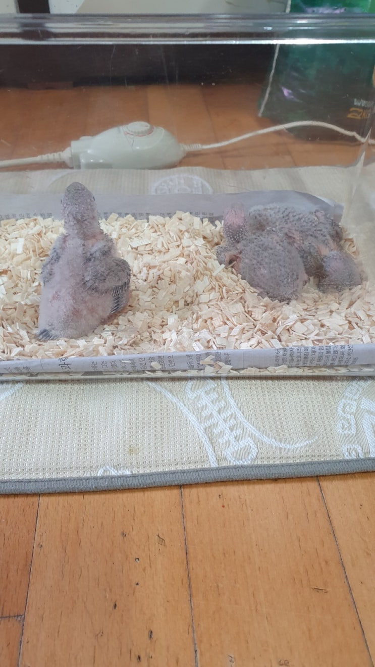  앵무새 이소 1일차