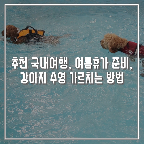  추천 국내여행, 여름휴가 준비, 강아지 수영 가르치는 방법