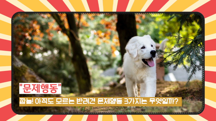  깜놀! 아직도 모르는 반려견 문제행동 3가지는 무엇일까?