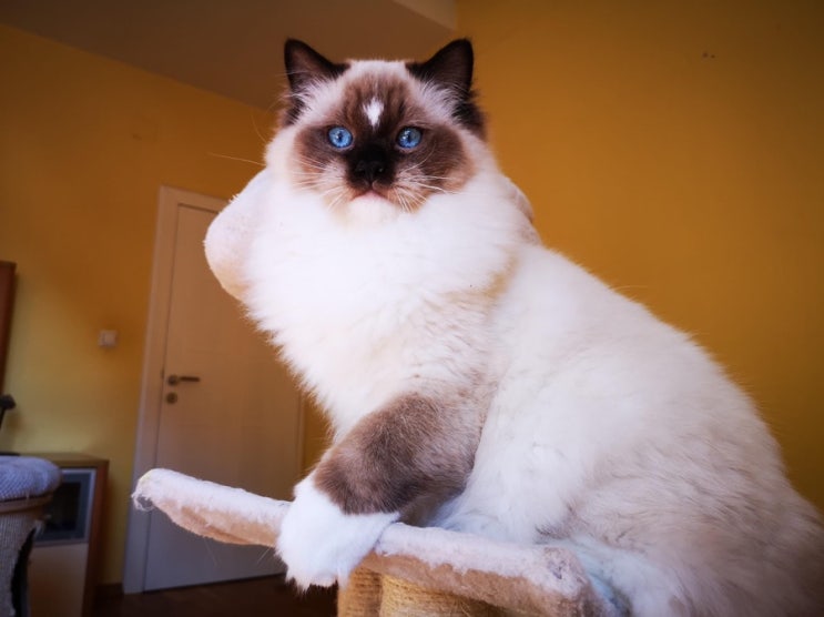  Alexander Ragdoll - Rock'n'Gold