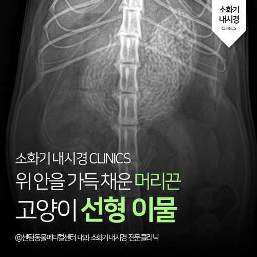  [내시경전문] 고양이 선형 이물 (머리끈, 급성 구토)