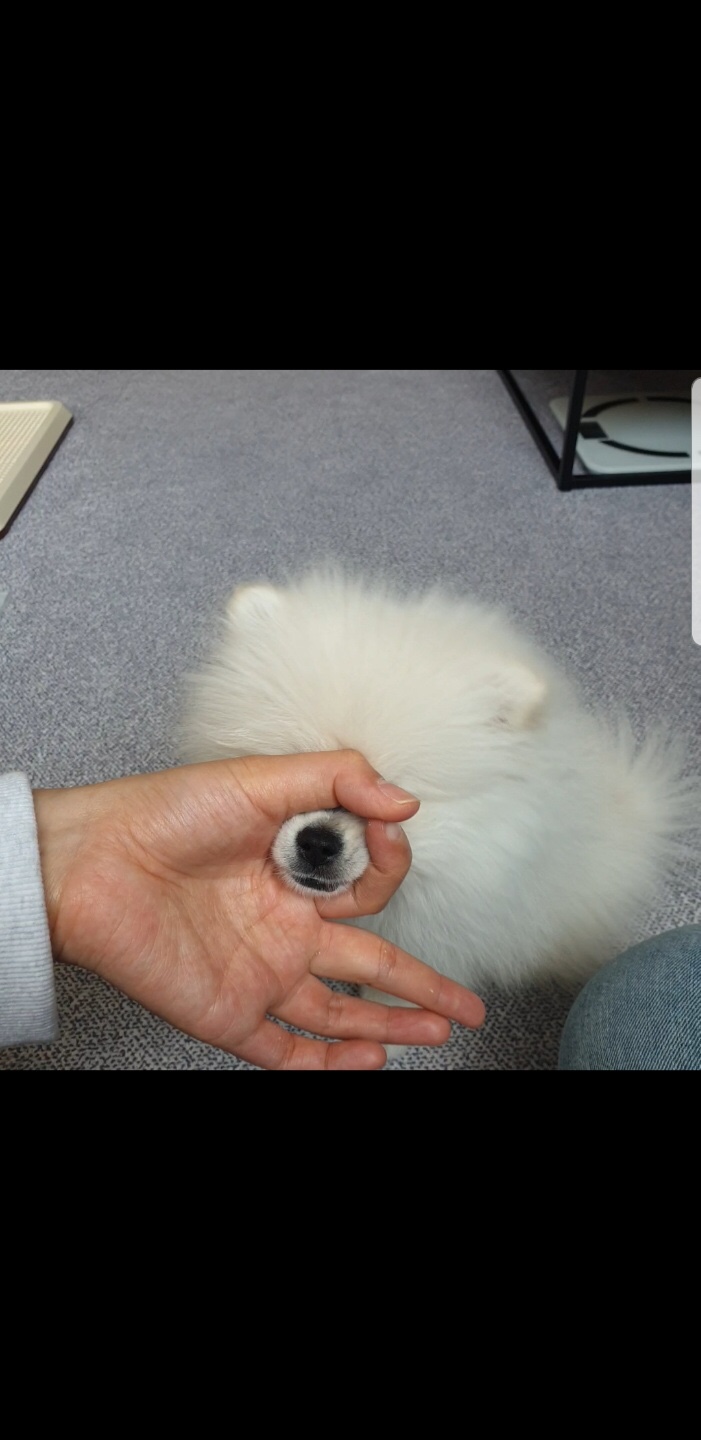  아기강아지 교육하기 참 쉽죠잉~??