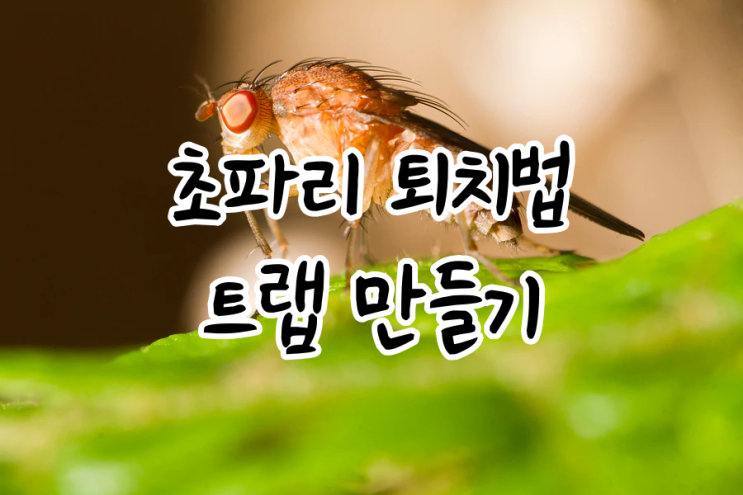  초파리 생기는 이유, 퇴치법, 없애는법 5가지(feat. 트랩 만들기)