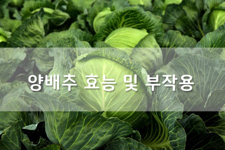  [건강] 양배추로 면역력 UP!! 코로나19 이겨내기!!