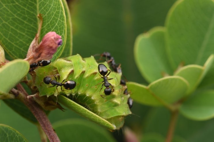 헝가리의 고대 목초지 이야기 - "부진나비와 개미의 공생"
