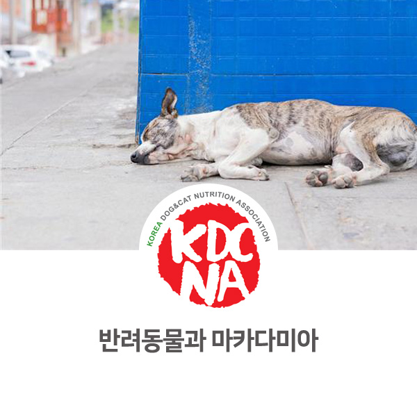  [강아지 고양이 음식 정보] 펫영양사가 알려주는 반려동물과 마카다미아 견과류_591