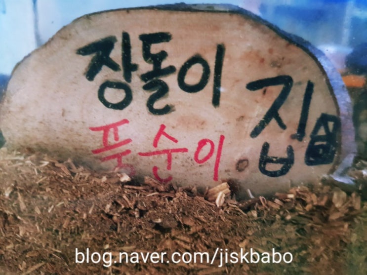  장수풍뎅이 키우기, 곤충 키워보기, 장수풍뎅이 습성, 커가는 과정~