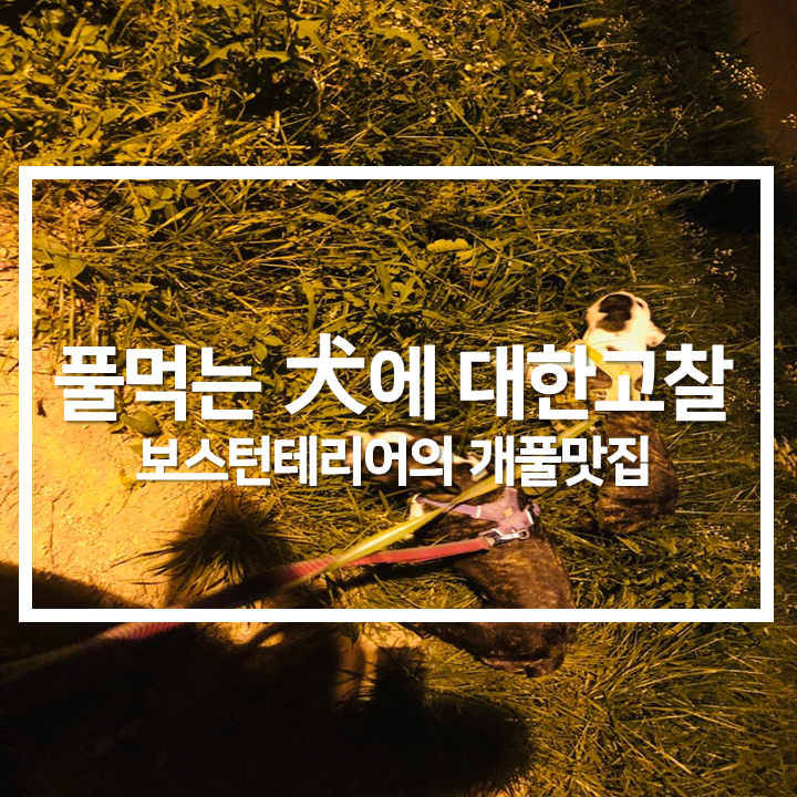  개풀에 대한 고찰