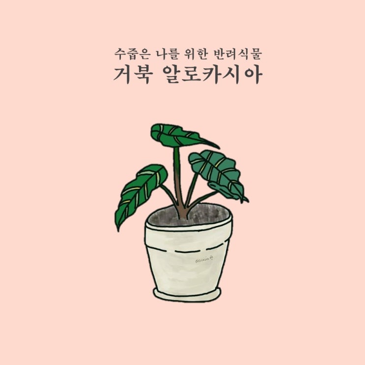  거북 알로카시아 키우기 정복