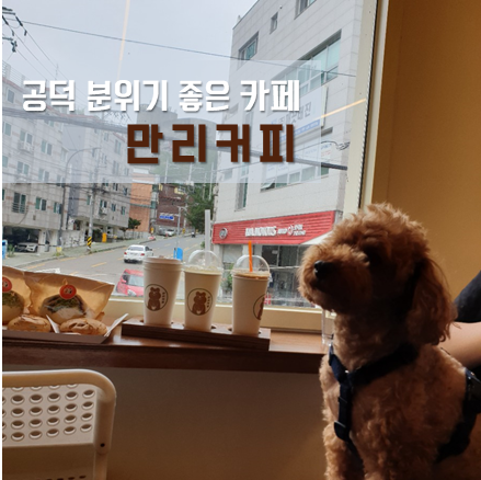  공덕카페 만리커피 / 아기자기한 분위기 마포 애견동반 카페