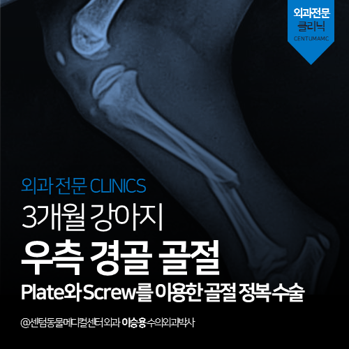  [정형외과] 강아지 우측 경골 골절 (뒷다리, 플레이트 수술, plate, screw)