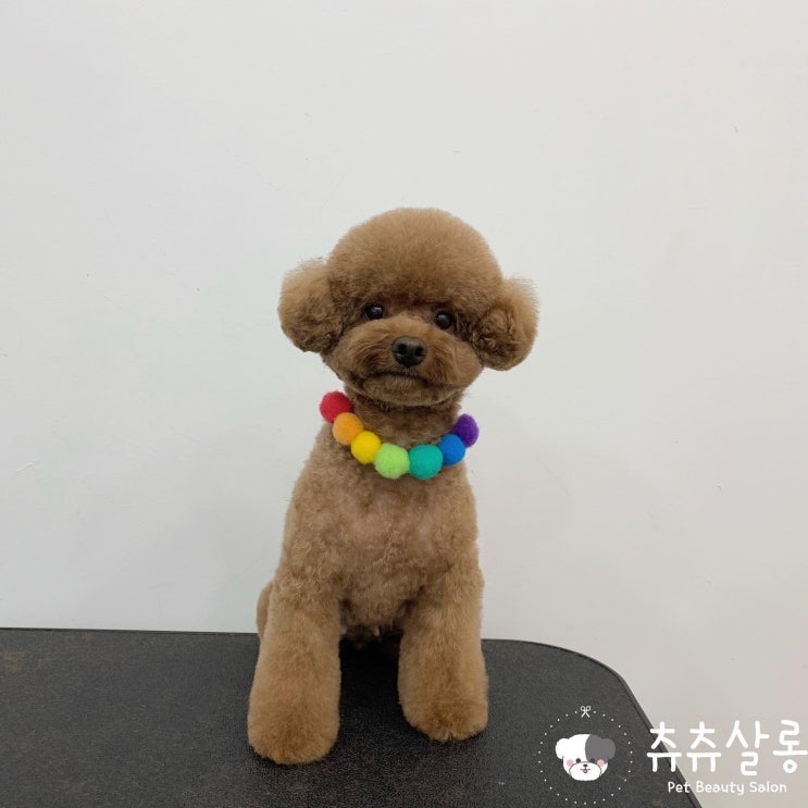 부산북구애견미용:츄츄살롱/부산북구푸들미용/구포애견미용/부산애견미용/덕천애견미용/화명동애견미용/만덕애견미용/화명애견미용/부산애견미용잘하는곳/푸들스포팅/푸들귀툭튀/푸들하이바/푸들미용 부산북구애견미용:츄츄살롱/부산북구푸들미용/구포애견미용/부산애견미용/덕천애견미용/화명동애견미용/만덕애견미용/화명애견미용/부산애견미용잘하는곳/푸들스포팅/푸들귀툭튀/푸들하이바/푸들미용