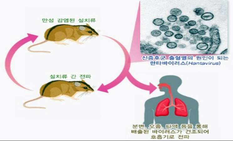 한타바이러스 관련주 한타바이러스 관련주