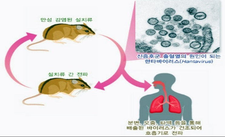 한타바이러스 관련주