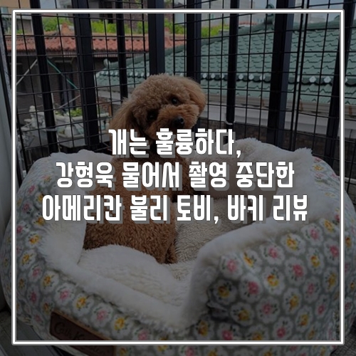 개는 훌륭하다 강형욱 물어서 촬영 중단한 아메리칸 불리 토비, 바키 리뷰