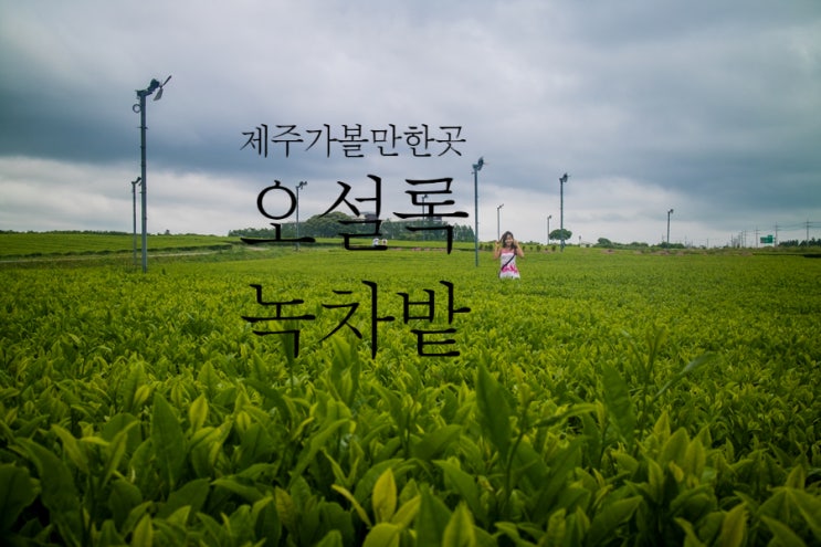 제주가볼만한곳 오설록 초록의 서광다원 차밭 잊지못할 풍경 제주가볼만한곳 오설록 초록의 서광다원 차밭 잊지못할 풍경