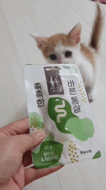  고양이보양식 여름철 입맛없는고양이간식으로 반려소반추천해요