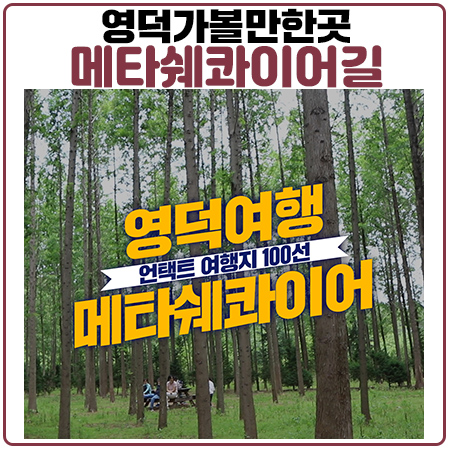 영덕메타세콰이어길 한국관광공사 언택트관광지 100선
