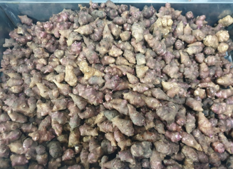 돼지감자파종시기+수확시기 당뇨병에효하는 마른돼지감자(차)효능10가지 7