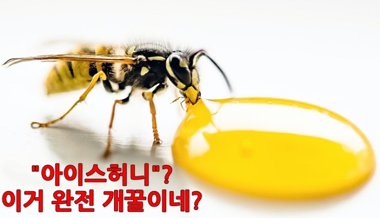 아이스허니가 기관지 건강을 책임질 터이다!