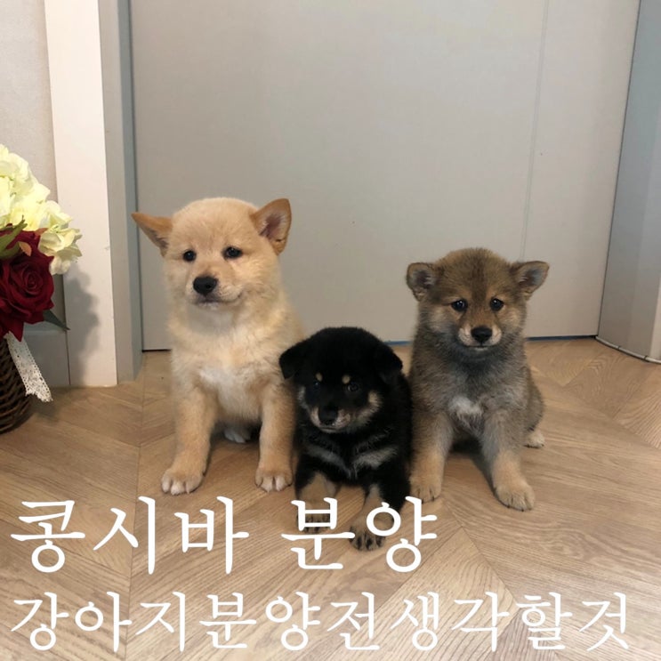  콩시바 3남매 분양, 시바견 분양받기전 생각할 것