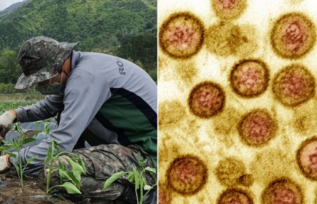 6사단 육군 병사 사망 "한타 바이러스 감염 추정", 코로나 바이러스는 음성