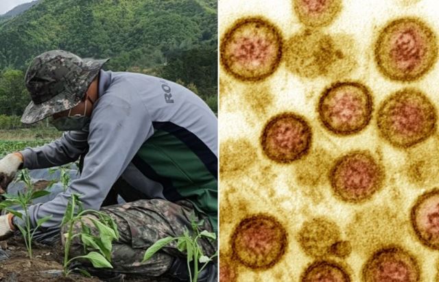  6사단 육군 병사 사망 "한타 바이러스 감염 추정", 코로나 바이러스는 음성
