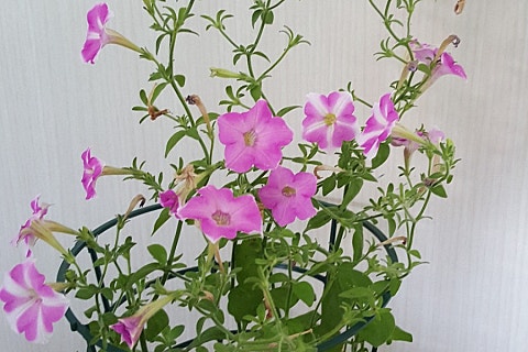 세요각시 이미지