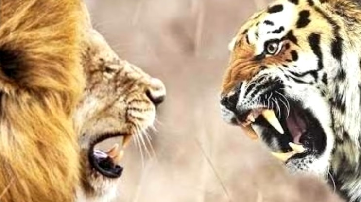 호랑이 VS 사자 지상 최강의 동물은 누가 될것인가?!