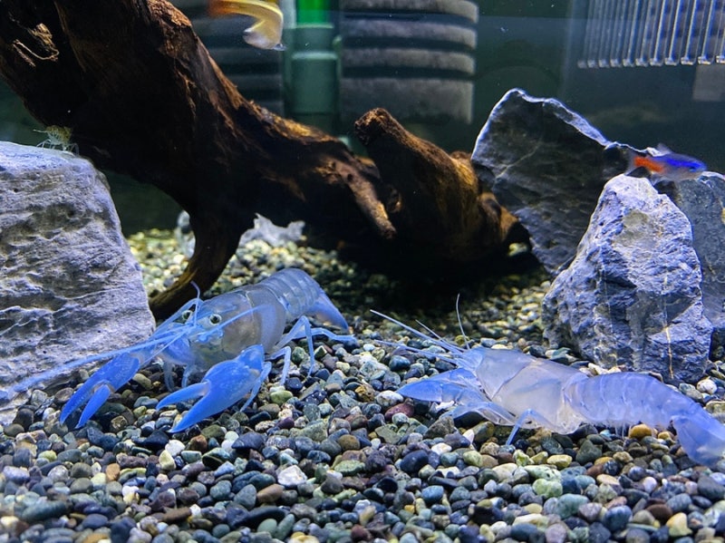 가재의 탈피에 대한 모든 것 - '탈피 징조' : 네이버 블로그