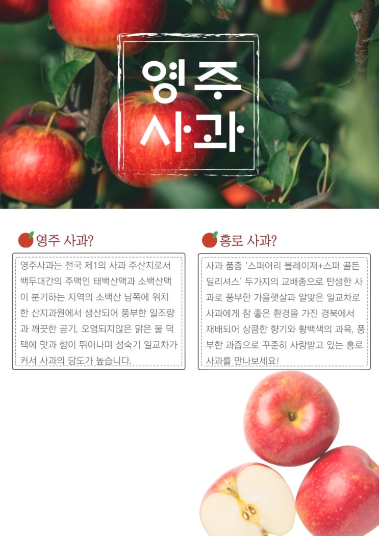 경북 영주 햇수확 홍로 사과
