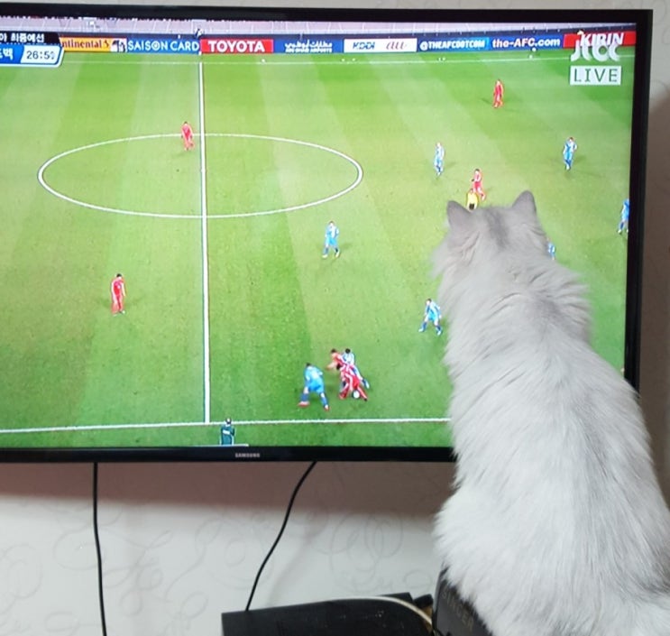  티비보는 고양이