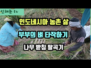 인도네시아 농촌, 벼 타작하는 영상입니다 인도네시아 농촌, 벼 타작하는 영상입니다