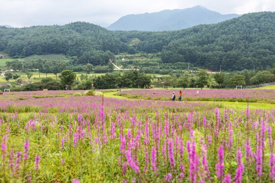  꽃밭 거닐고 숲에서 자는 ‘봉화’ 여행