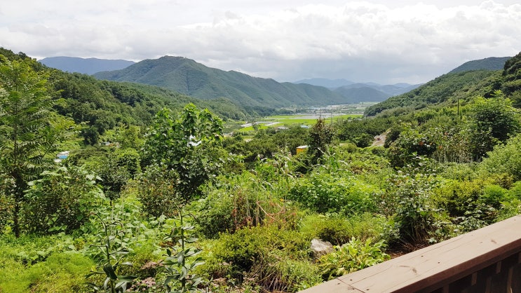 블로그씨 : 나의 리틀 포레스트, 첩첩산중 밀양 산골짜기 시댁과 아는 사람만 아는 여의도 샛강 시골 숲길 블로그씨 : 나의 리틀 포레스트, 첩첩산중 밀양 산골짜기 시댁과 아는 사람만 아는 여의도 샛강 시골 숲길
