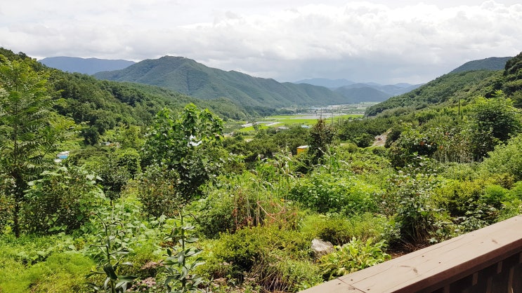 블로그씨 : 나의 리틀 포레스트, 첩첩산중 밀양 산골짜기 시댁과 아는 사람만 아는 여의도 샛강 시골 숲길