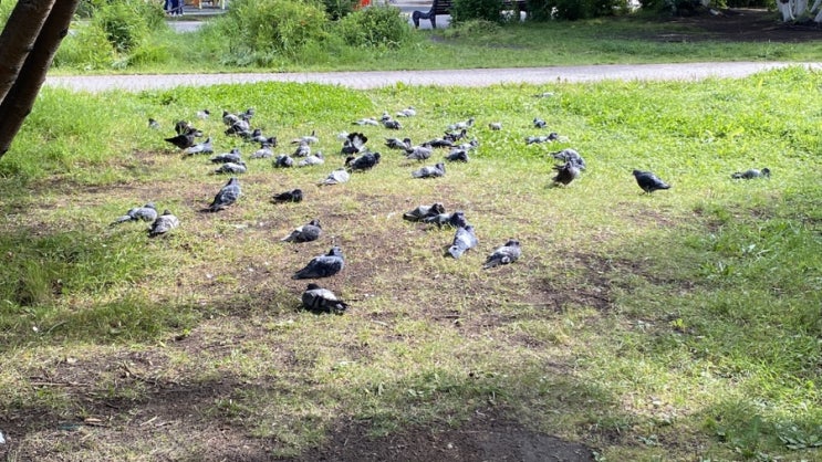 비둘기 단체로 풀밭에서 휴식중