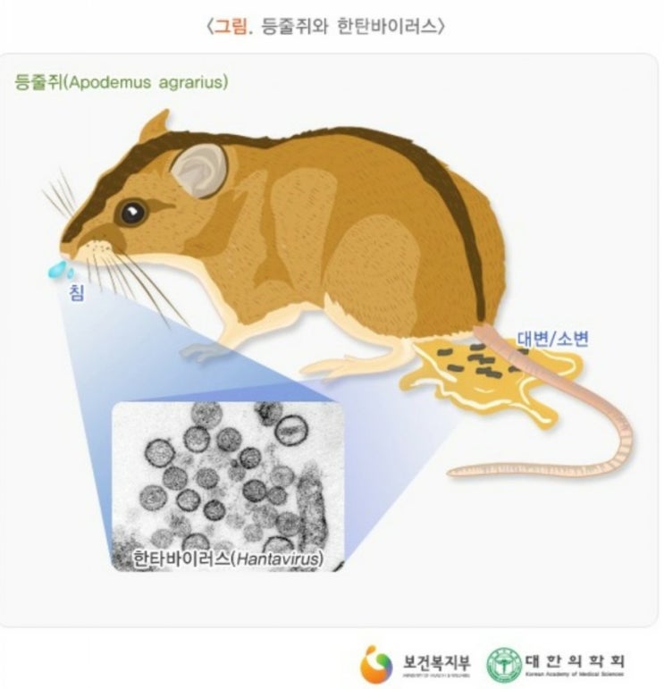  제2의 코로나?한타 바이러스-증상,원인,예방법