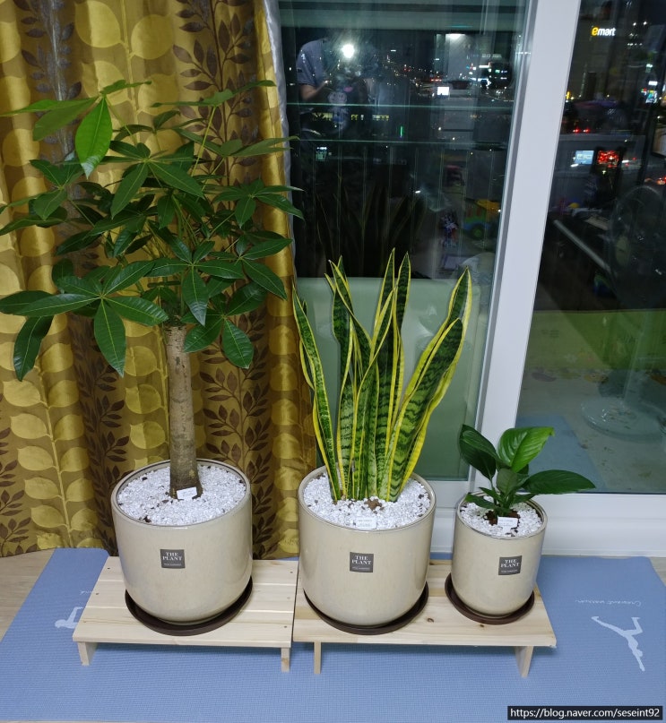반려 식물) 홈쇼핑에서 구입한 공기정화 식물 7종~!!