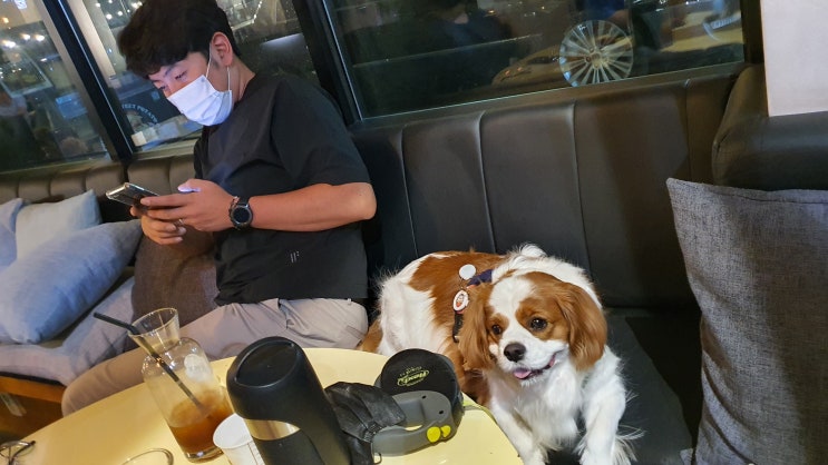  별내 카페거리 애견동반카페 실내 가능해요