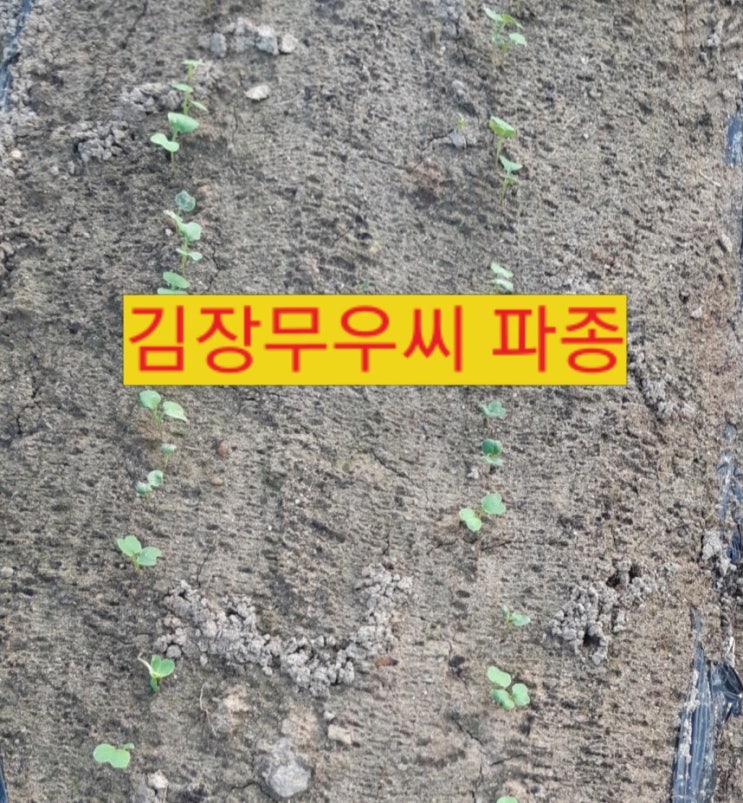  8월하순 김장 무우 파종