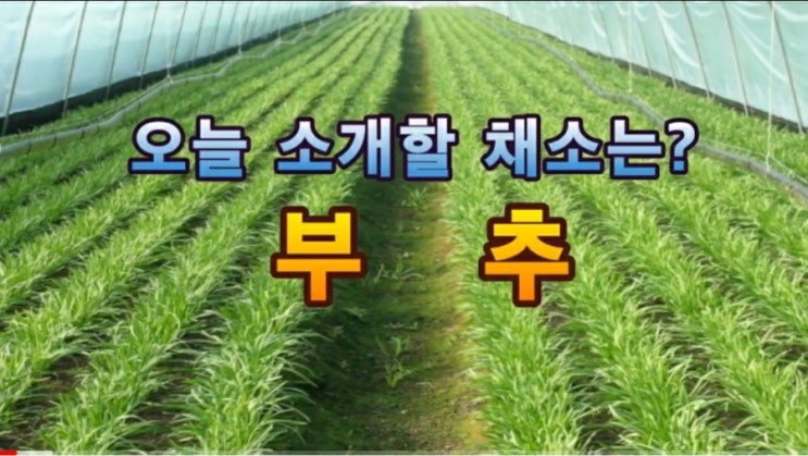  경매사에게 부탁해! 오늘 뭐 먹어? (부추)