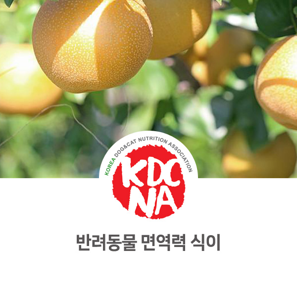  [반려동물 영양 전문가 정보] 강아지 고양이 면역력에 좋은 음식 알아보기_600
