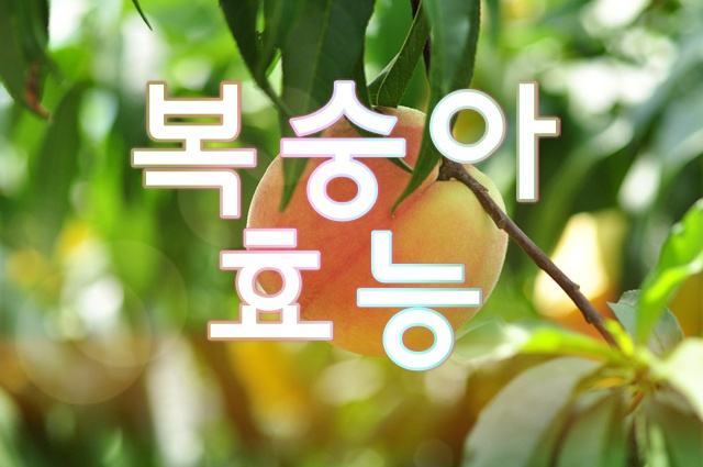 복숭아 효능 알아보고 건강 챙기기 복숭아 효능 알아보고 건강 챙기기