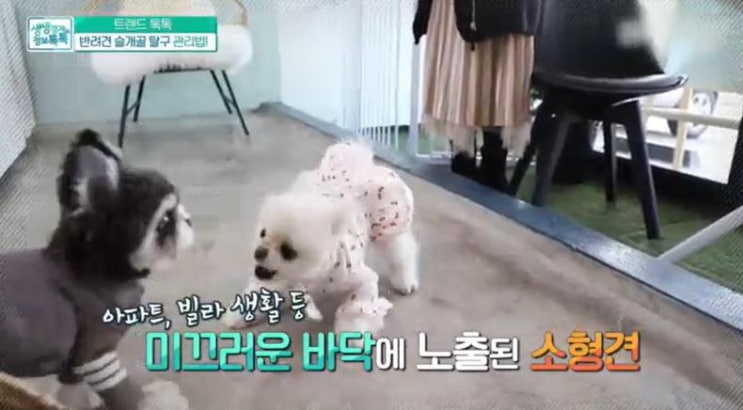  생생경제 정보톡톡 반려견 슬개골탈구 꼭 알아야할정보